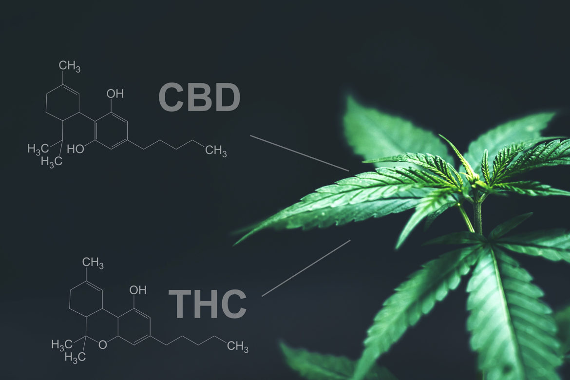 A Beginners Guide To CBD Flower And Its Role Health Care Reform